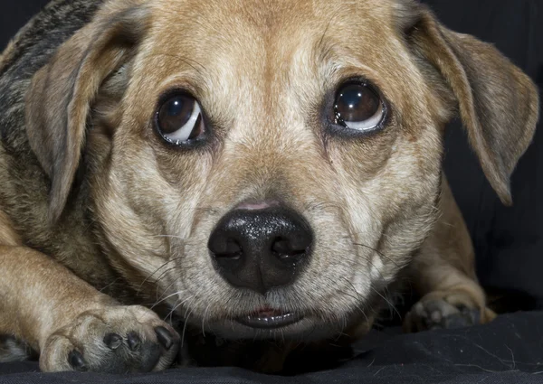 Cão triste Fotos De Bancos De Imagens Sem Royalties