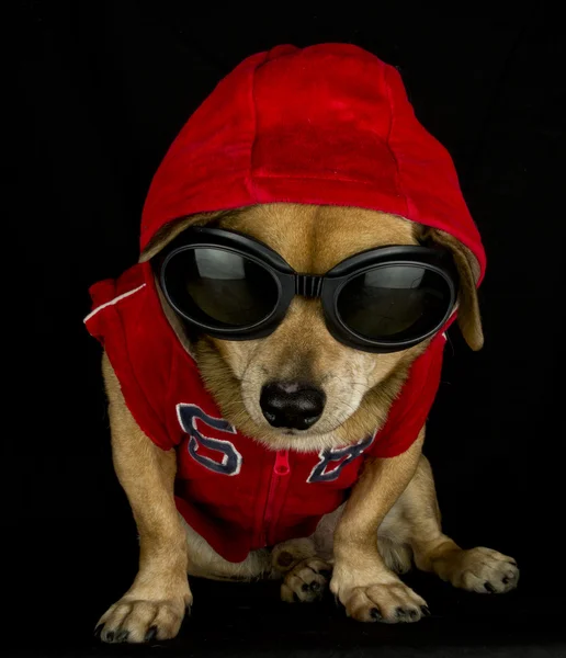 Cão criminoso — Fotografia de Stock