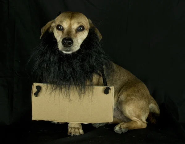 Cagnolino — Foto Stock