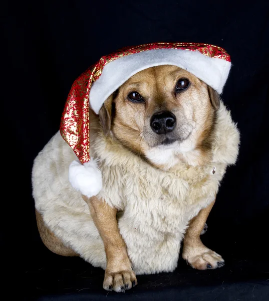 Elf hund — Stockfoto