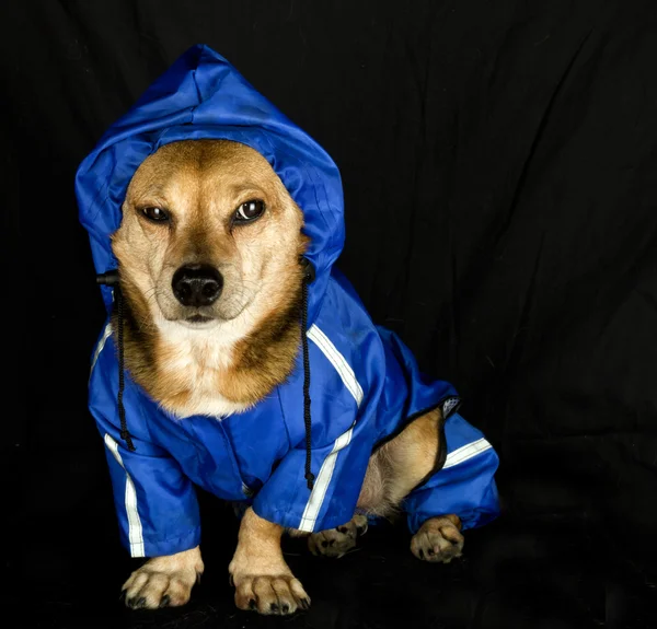 Regen hond — Stockfoto