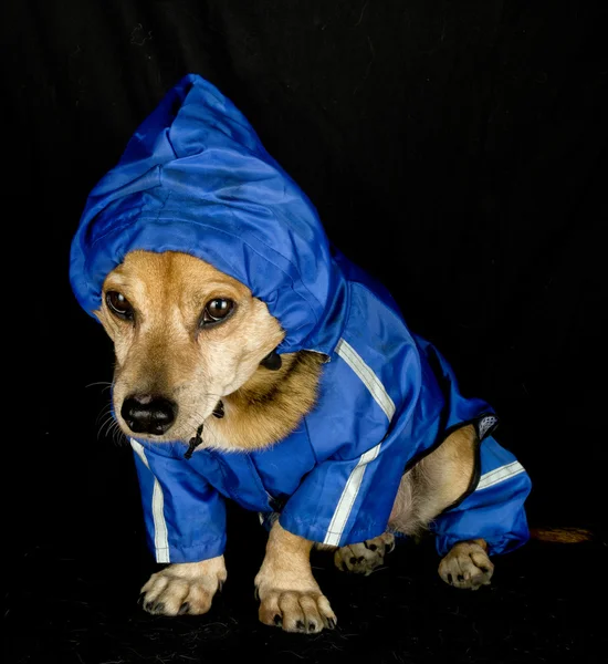 Cão chuva — Fotografia de Stock