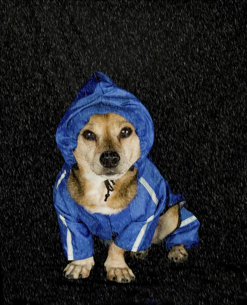 Regn hund — Stockfoto