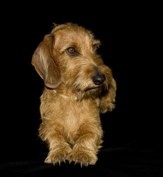 Ένα μικρό σκυλί — Φωτογραφία Αρχείου