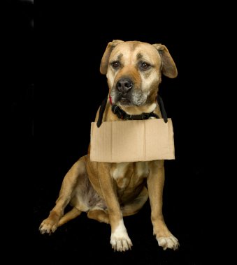 küçük üzgün işareti köpek