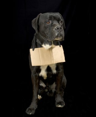 köpek yardım