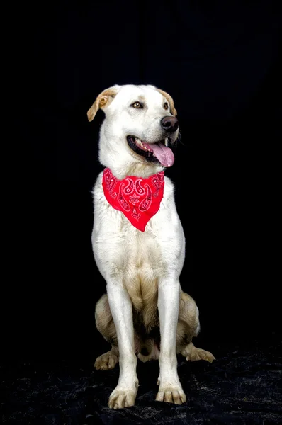 Cão pequeno — Fotografia de Stock