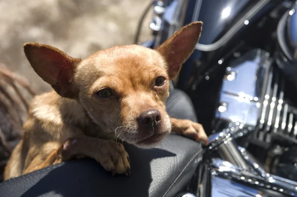 Cão motorista — Fotografia de Stock