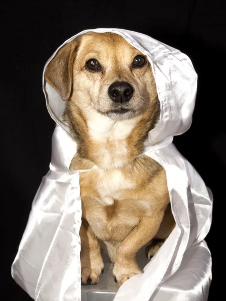 Cão fantasma — Fotografia de Stock