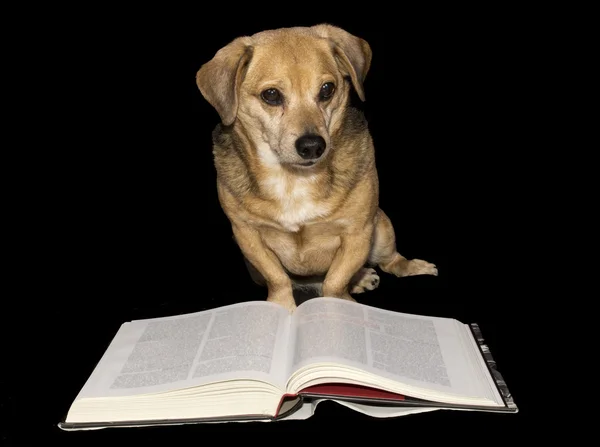 Lille hund - Stock-foto