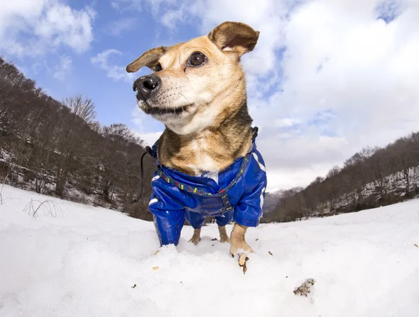 Hund und der Schnee — Stockfoto