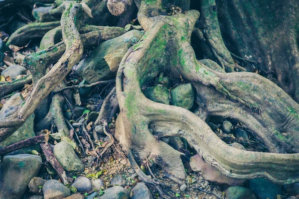 Grandes Raíces Árboles Bosque Verde Enfoque Suave — Foto de Stock