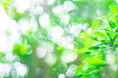 Bahçedeki yeşil yaprakların bulanık görüntüleri, arka plan olarak bulanık bokeh ve fişek mercekleri gündüz vakti doğal bahçede. Yumuşak odak.