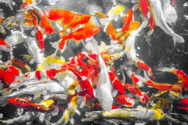 Renkli dekoratif balıklar (Koi Balığı) yukarıdan görünerek suda yüzerler. Sarı balık, turuncu balık, bir sürü renkli balık, bir yerde bir sürü balık..