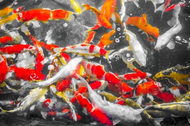 Renkli dekoratif balıklar (Koi Balığı) yukarıdan görünerek suda yüzerler. Sarı balık, turuncu balık, bir sürü renkli balık, bir yerde bir sürü balık..