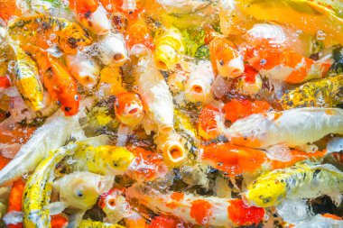 Renkli dekoratif balıklar (Koi Balığı) yukarıdan görünerek suda yüzerler. Sarı balık, turuncu balık. Bir sürü renkli balık. Bir yerde bir sürü balık.,