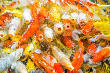 Renkli dekoratif balıklar (Koi Balığı) yukarıdan görünerek suda yüzerler. Sarı balık, turuncu balık. Bir sürü renkli balık. Bir yerde bir sürü balık.,