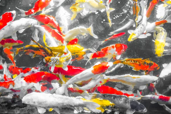 Красочные Декоративные Рыбы Koi Fish Плавают Воде Вид Сверху Желтая — стоковое фото