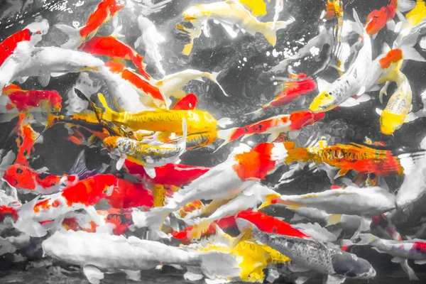 Colorful decorative fishes (Koi Fish) float in water, view from above. yellow fish, orange fish.many colorful fishes - Many fishes in one place.soft focus.