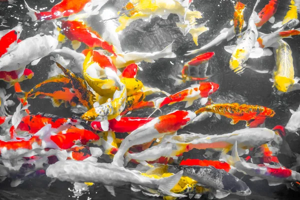 Kleurrijke Decoratieve Vissen Koi Fish Drijven Het Water Uitzicht Van — Stockfoto