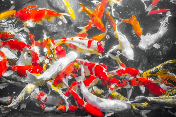 Ikan Dekoratif Berwarna Koi Fish Mengambang Air Dilihat Dari Atas — Stok Foto