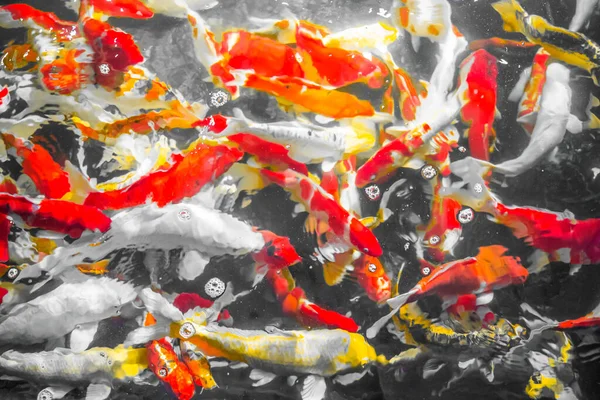 Des Poissons Décoratifs Colorés Koi Fish Flottent Dans Eau Vue — Photo