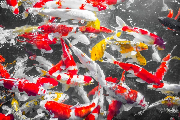 Színes Díszhalak Koi Fish Úszkálnak Vízben Felülről Nézve Sárga Hal — Stock Fotó