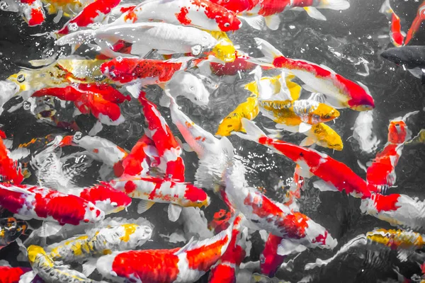 Színes Díszhalak Koi Fish Úszkálnak Vízben Felülről Nézve Sárga Hal — Stock Fotó