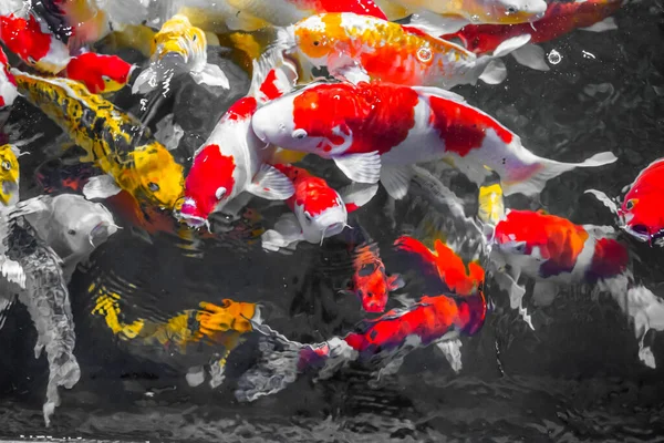Des Poissons Décoratifs Colorés Koi Fish Flottent Dans Eau Vue — Photo