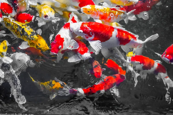 Ikan Dekoratif Berwarna Koi Fish Mengambang Air Dilihat Dari Atas — Stok Foto