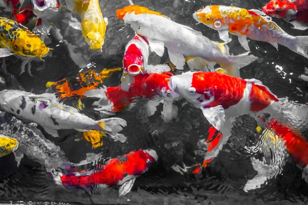 Bunte Zierfische Koi Fische Treiben Wasser Blick Von Oben Gelbe — Stockfoto