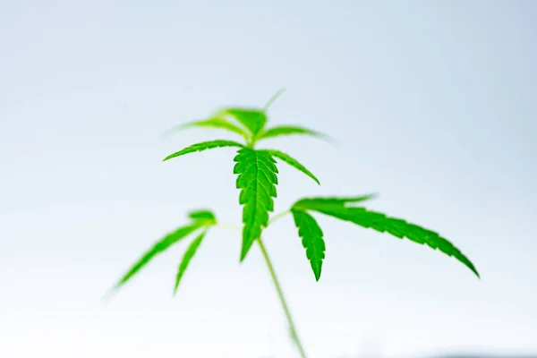 Odla Cannabis Marijuana Gröna Ört Blad Mjuk Fokus — Stockfoto
