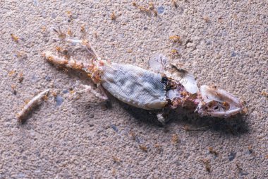 Bir grup kırmızı karınca tarafından yenen ölü kertenkele vücudu, Kertenkelelerdir.