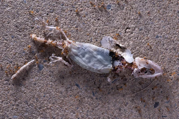 Corps Lézard Mort Étant Mangé Par Groupe Fourmis Rouges Les — Photo