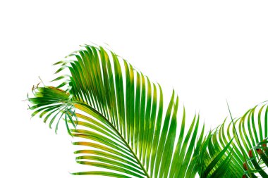 Beyaz arkaplanda izole edilmiş yeşil palmiye yaprakları