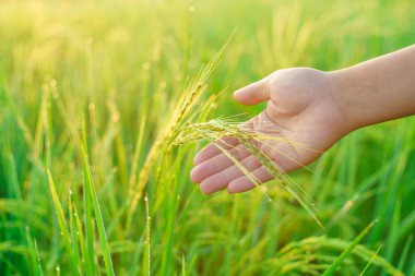 Kadın bir çiftçinin elinde pirinç parçaları sabah tarlada bir pirinç tanesine çiğ tanesi düşer. yumuşak odak.
