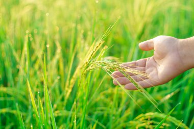 Kadın bir çiftçinin elinde pirinç parçaları sabah tarlada bir pirinç tanesine çiğ tanesi düşer. yumuşak odak.
