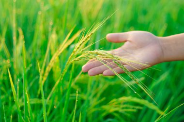Kadın bir çiftçinin elinde pirinç parçaları sabah tarlada bir pirinç tanesine çiğ tanesi düşer. yumuşak odak.