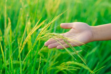 Kadın bir çiftçinin elinde pirinç parçaları sabah tarlada bir pirinç tanesine çiğ tanesi düşer. yumuşak odak.