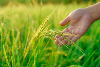 Kadın bir çiftçinin elinde pirinç parçaları sabah tarlada bir pirinç tanesine çiğ tanesi düşer. yumuşak odak.