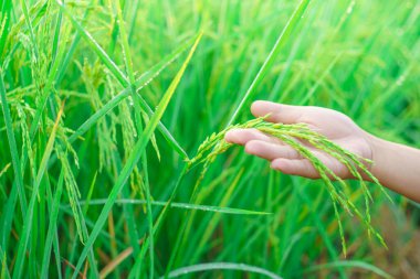 Kadın bir çiftçinin elinde pirinç parçaları sabah tarlada bir pirinç tanesine çiğ tanesi düşer. yumuşak odak.