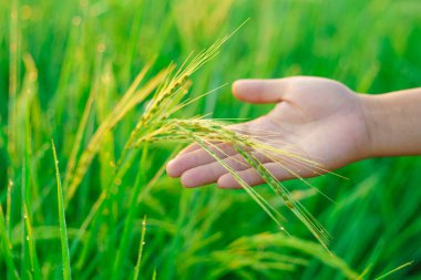Kadın bir çiftçinin elinde pirinç parçaları sabah tarlada bir pirinç tanesine çiğ tanesi düşer. yumuşak odak.