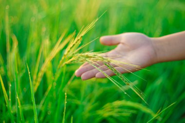 Kadın bir çiftçinin elinde pirinç parçaları sabah tarlada bir pirinç tanesine çiğ tanesi düşer. yumuşak odak.