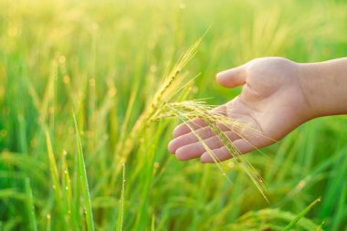 Kadın bir çiftçinin elinde pirinç parçaları sabah tarlada bir pirinç tanesine çiğ tanesi düşer. yumuşak odak.