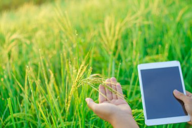 Kadın bir çiftçinin elinde pirinç topakları, dijital tablet bilgisayarı olan dişi tarımcı çiftçi, sabahları tarladaki bir pirinç tanesine çiğ tanesi damlatıyor. yumuşak odak.