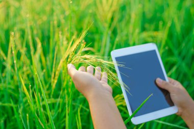 Kadın bir çiftçinin elinde pirinç topakları, dijital tablet bilgisayarı olan dişi tarımcı çiftçi, sabahları tarladaki bir pirinç tanesine çiğ tanesi damlatıyor. yumuşak odak.