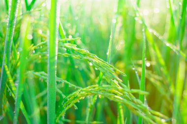 Sabahleyin tarlada bir pirinç tanesine çiy damlası düşer. Yumuşak odaklanma..