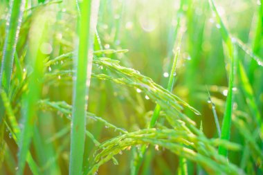Sabahleyin tarlada bir pirinç tanesine çiy damlası düşer. Yumuşak odaklanma..