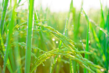 Sabahleyin tarlada bir pirinç tanesine çiy damlası düşer. Yumuşak odaklanma..