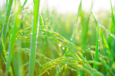 Sabahleyin tarlada bir pirinç tanesine çiy damlası düşer. Yumuşak odaklanma..